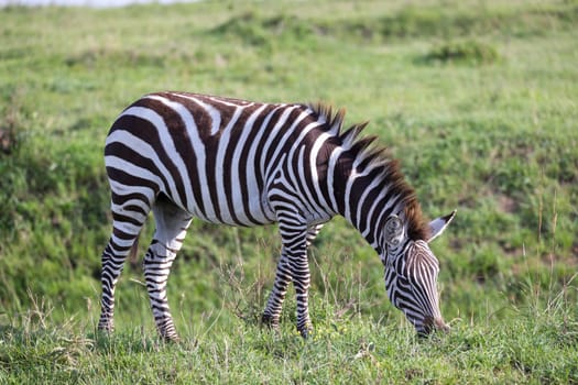 One zebra in the green landscape of a national park in Kenya..