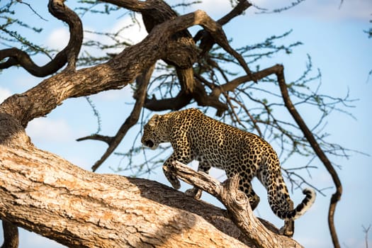 One leopard is walking up and down the tree on  its branches