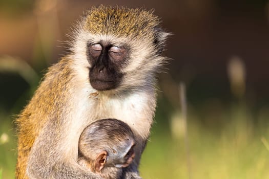 One mother monkey sits with a baby in her arms