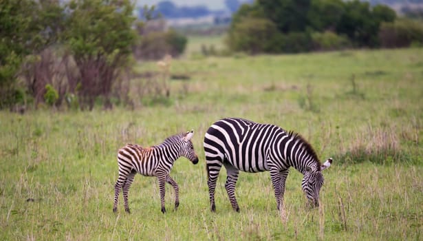 Some Zebras in the middle of the savannah of Kenya