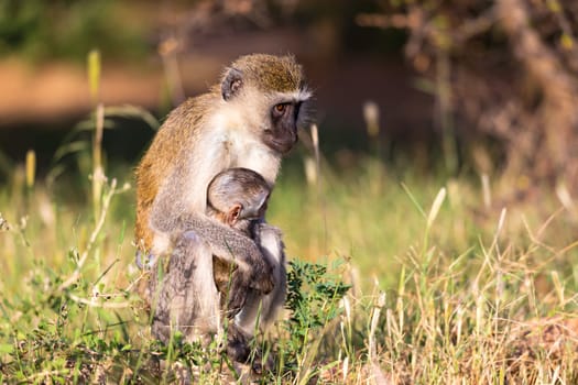 One mother monkey sits with a baby in her arms