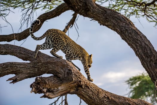 One leopard is walking up and down the tree on  its branches
