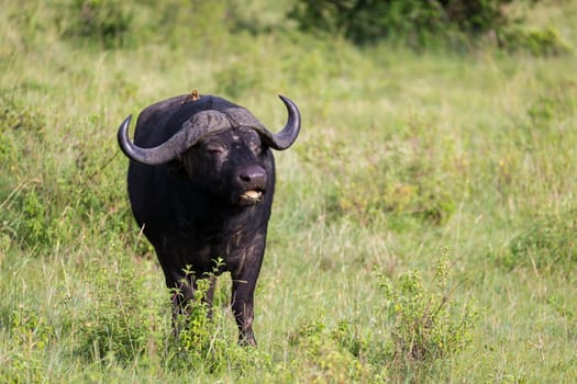 Some big Buffalos are standing in the grass and grazing in the savannah of Kenya