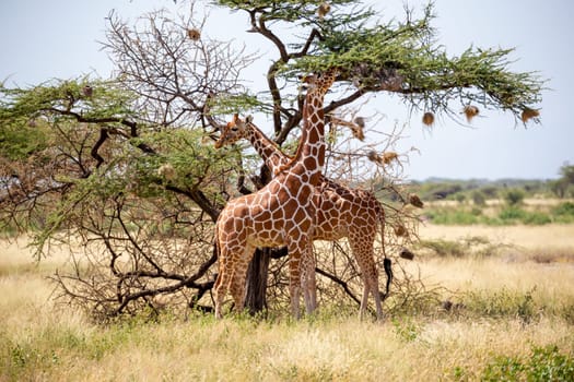 The Somalia giraffes eat the leaves of acacia trees