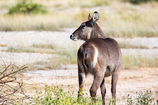 The waterbuck is looking for something in the savannah