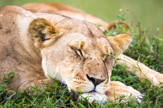 A portrait of a lioness, she lies in the grass in the savannah