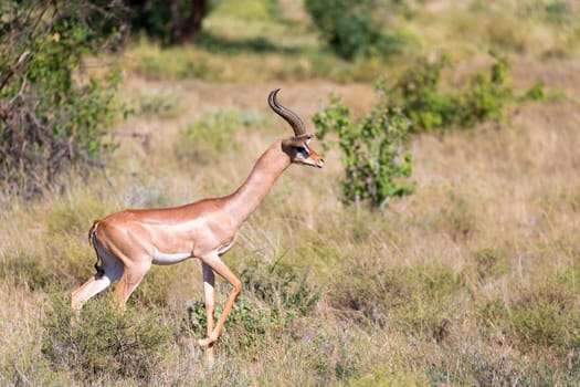 The Gerenuk walks in the grass through the savannah