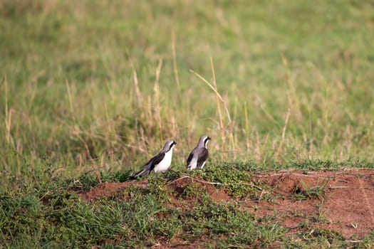 Very colorul native birds sit on branches
