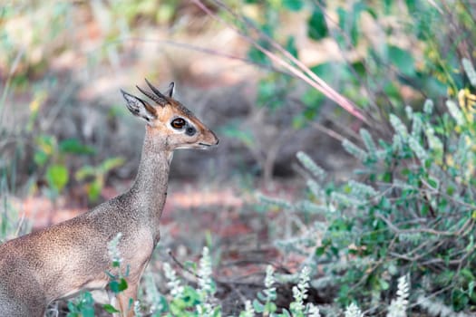 An antelope in the middle of the savannah of Kenya