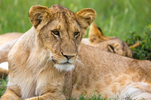 One young lion in close-up, the face of a nearly sleeping lion
