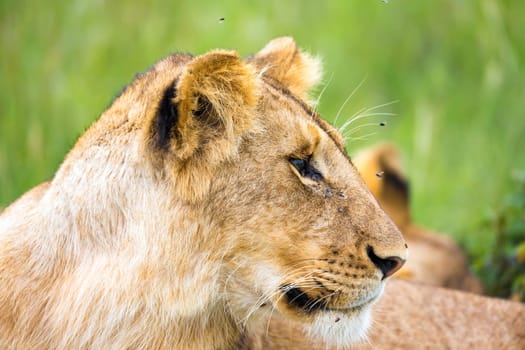 One young lion in close-up, the face of a nearly sleeping lion