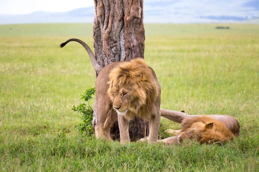 Some big lions show their emotions to each other in the savanna of Kenya