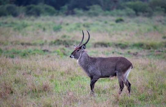 The waterbuck walks through the grassland of the Kenyan savannah