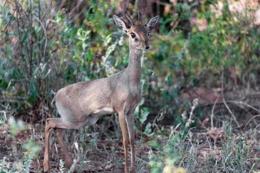 An antelope in the middle of the savannah of Kenya