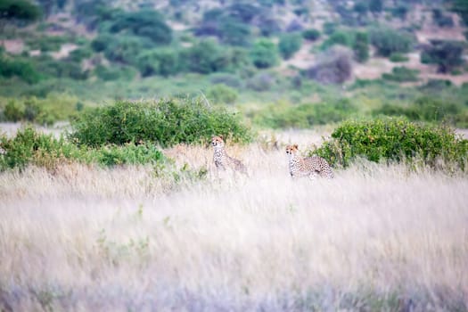 The cheetahs are running in the savannah in the tall grass