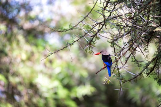 Very colorul native birds sit on branches