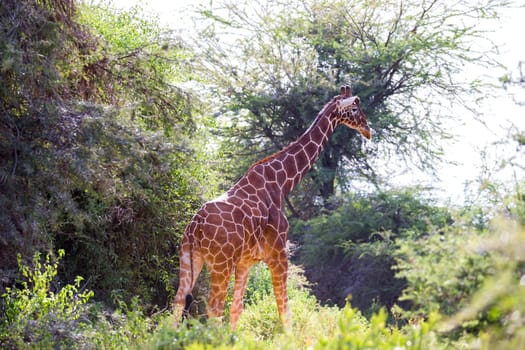 One giraffe stands between the acacia trees