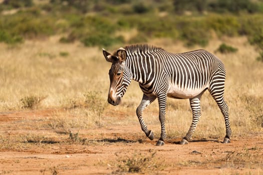 The Grevy Zebra is grazing in the countryside of Samburu in Kenya