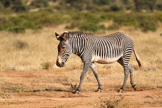 The Grevy Zebra is grazing in the countryside of Samburu in Kenya