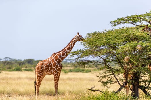 A Somalia giraffes eat the leaves of acacia trees