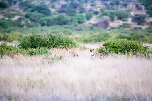 The cheetahs are running in the savannah in the tall grass