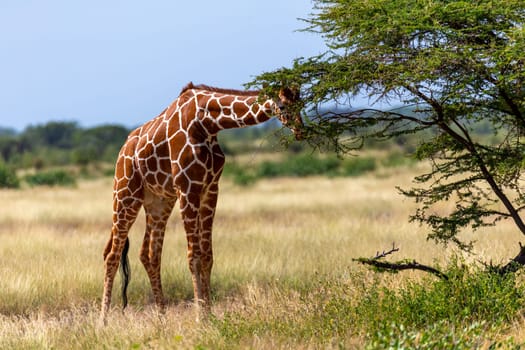 A Somalia giraffes eat the leaves of acacia trees