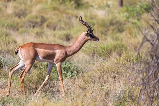 An antelope in the middle of the savannah of Kenya