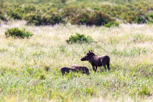 The family of warthogs in the grass of the Kenyan savannah