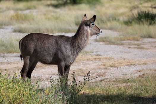 An antelope in the middle of the savannah of Kenya