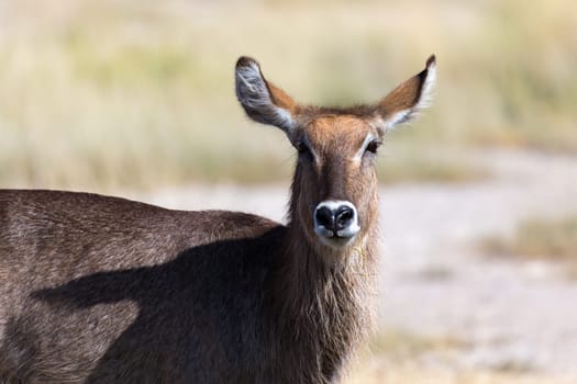 An antelope in the middle of the savannah of Kenya