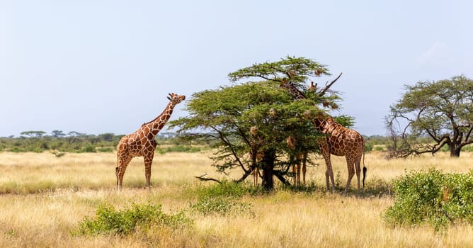 The Somalia giraffes eat the leaves of acacia trees