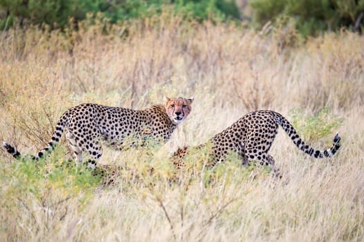 The cheetahs eating in the middle of the grass