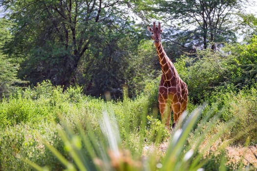 One giraffe stands between the acacia trees