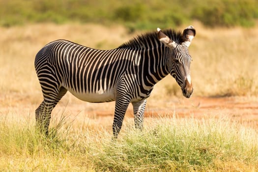 The Grevy Zebra is grazing in the countryside of Samburu in Kenya