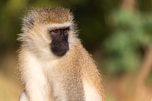 A portrait of a monkey in the savannah of Kenya
