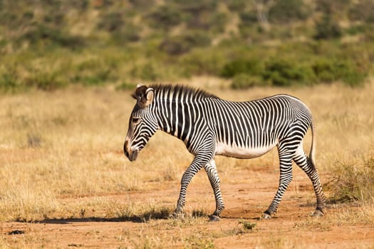 The Grevy Zebra is grazing in the countryside of Samburu in Kenya