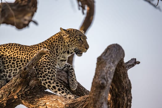 One leopard rests on the branch of a tree