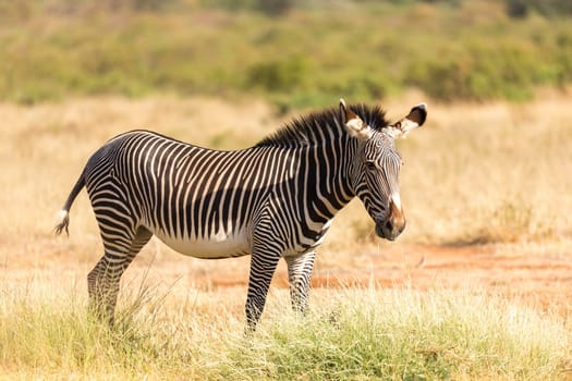 The Grevy Zebra is grazing in the countryside of Samburu in Kenya