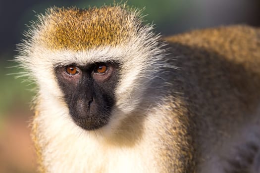 A portrait of a monkey in the savannah of Kenya