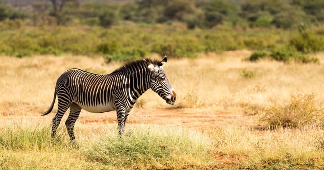 The Grevy Zebra is grazing in the countryside of Samburu in Kenya