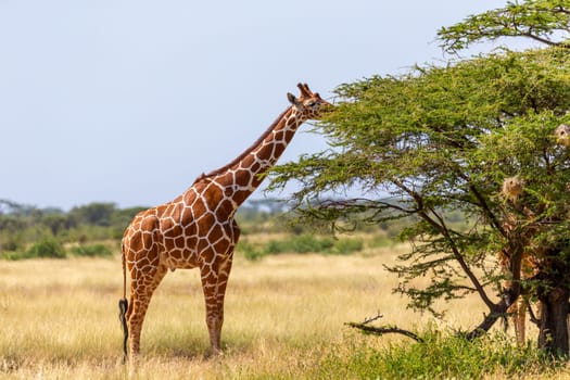 A Somalia giraffes eat the leaves of acacia trees