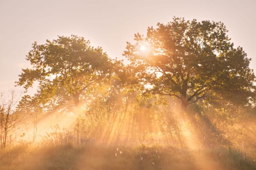 Sun beams in oak tree grove. Picturesque summer misty sunrise on riverbank. Sunlight breaking through Morning Fog, Belarus