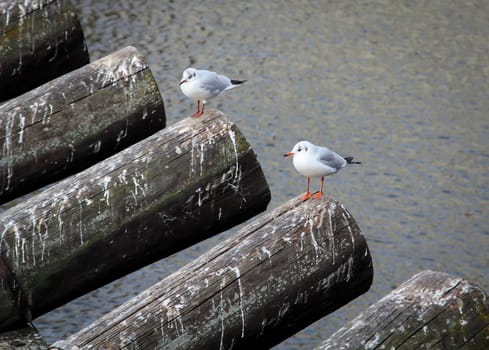Seagulls sit on sloping trunks over a body of water.