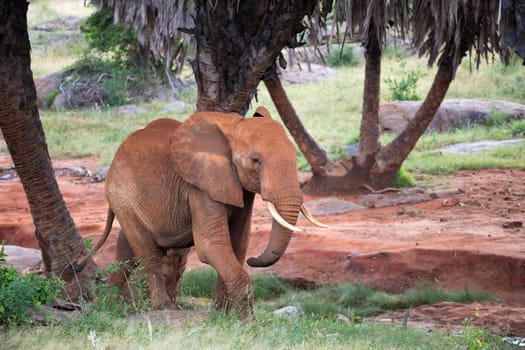 The red elephant walks among the palm trees and trees