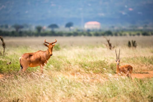 Antelope in the grassland of the savannah in Kenya