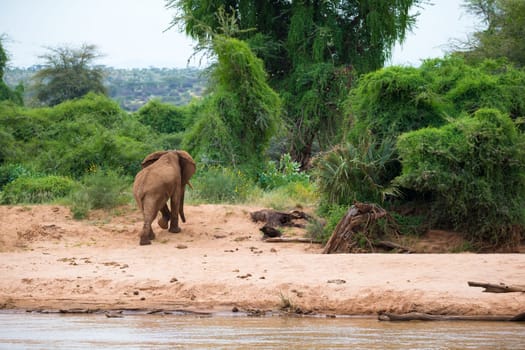 An elephant familiy on the banks of a river in the middle of the National Park