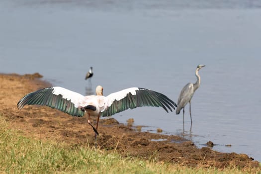 The big bird marabou has spread its wings to dry