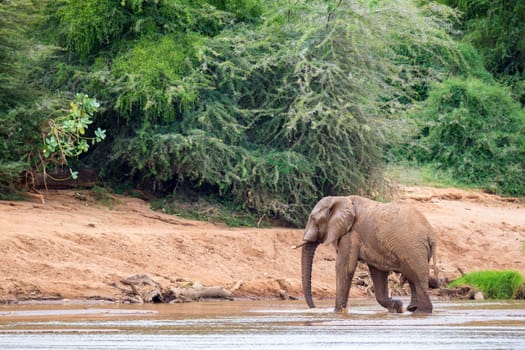 An elephant familiy on the banks of a river in the middle of the National Park