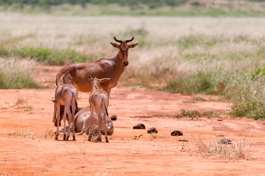 The family of Topi antelopes in the Kenyan savannah