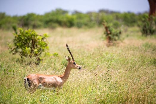 The Grant gazelle walks between tall grass